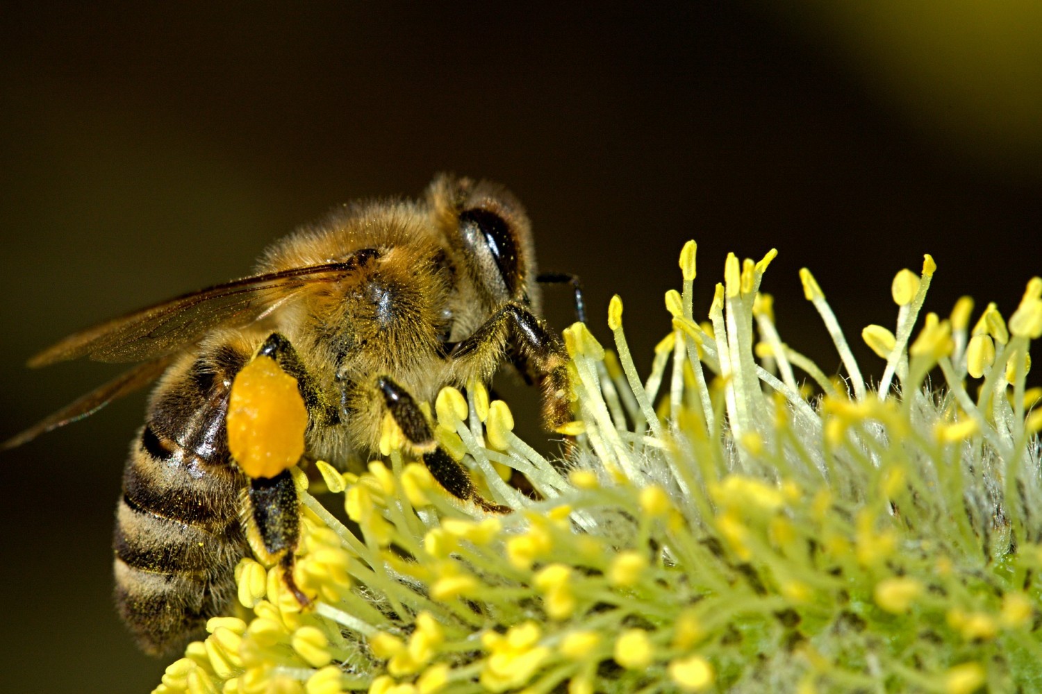 Vajon hol él a legtöbb méhfaj a világon? 