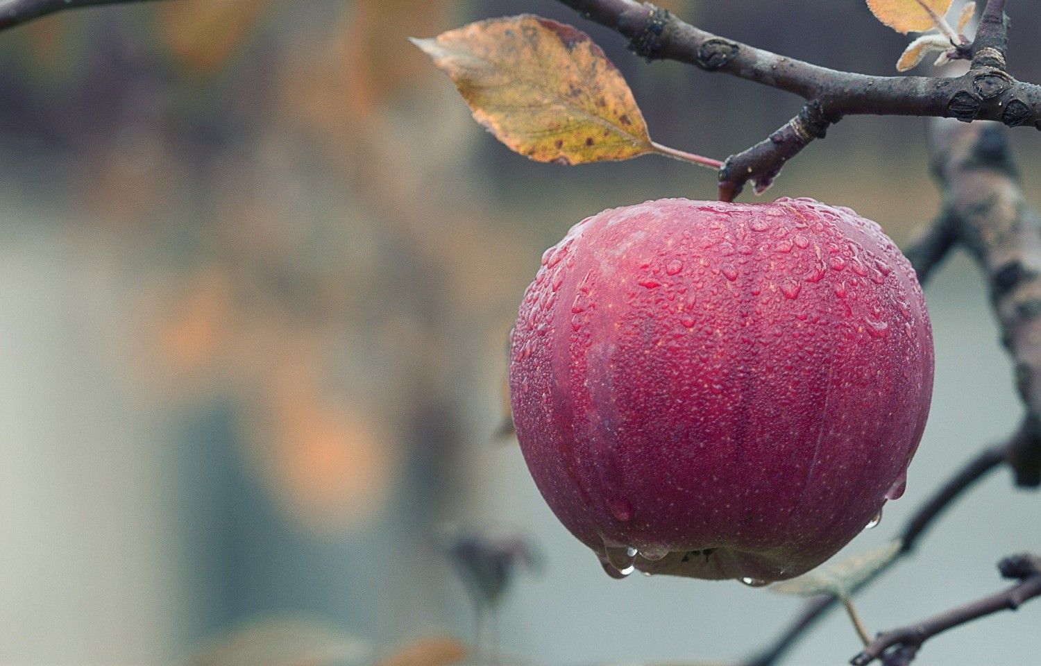Miért csökken a világ almatermelése?