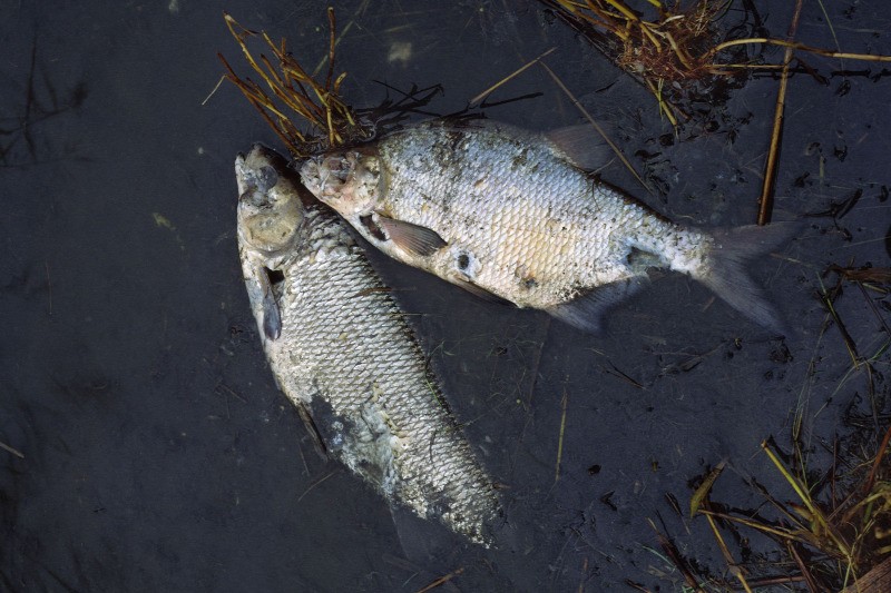 Elképesztő mértékben pusztulnak az édesvízi halak