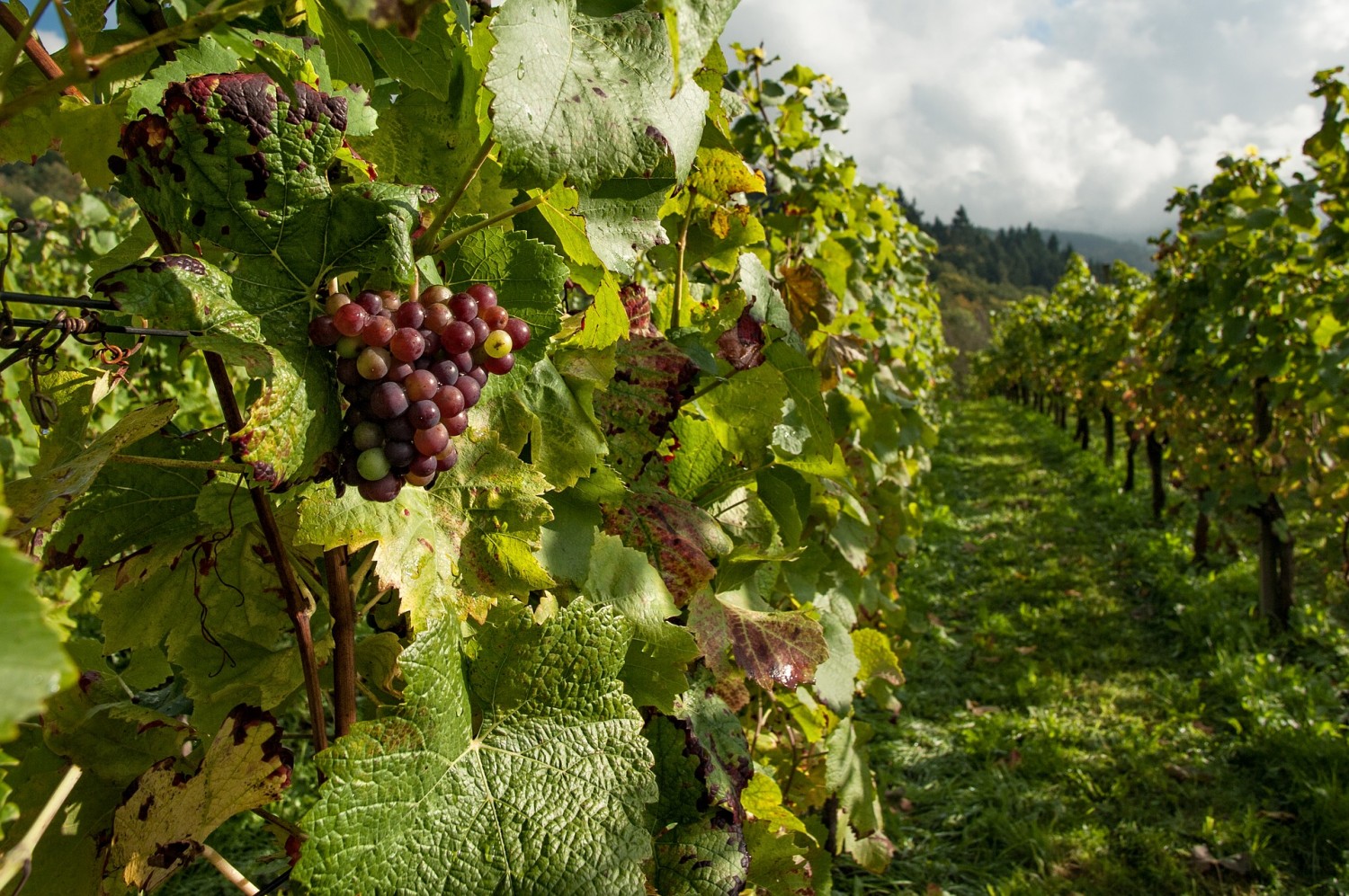 Márciusban igényelhető támogatás az amerikai szőlőkabóca elleni védekezéshez