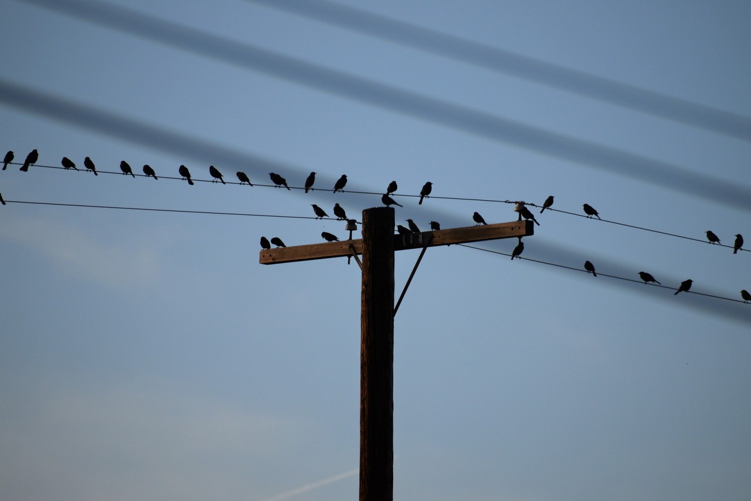 Elkészült az áramütött madarak éves összesített hatósági bejelentése