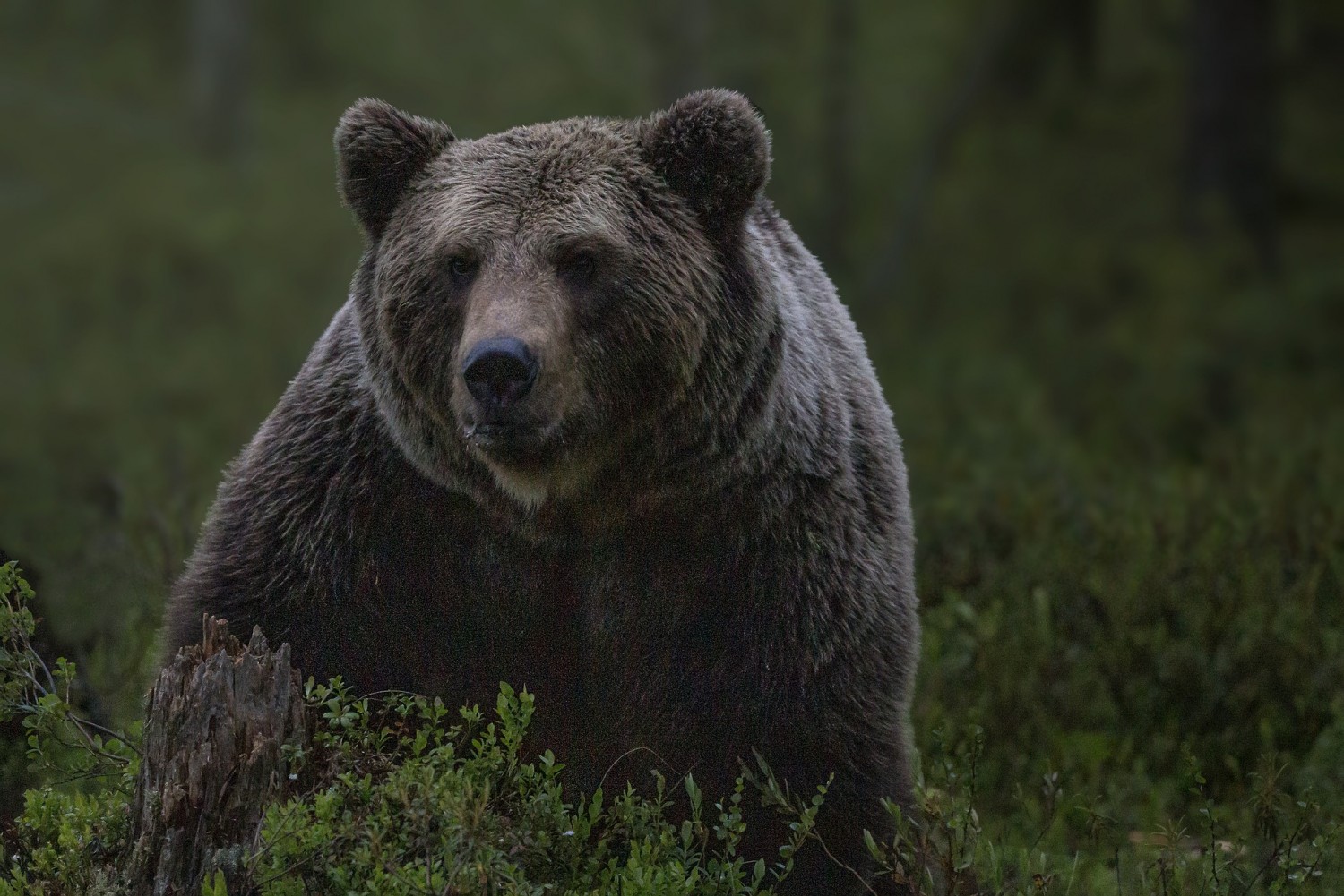 Illegálisan kilőtt medvéket találtak két zalai vadásznál