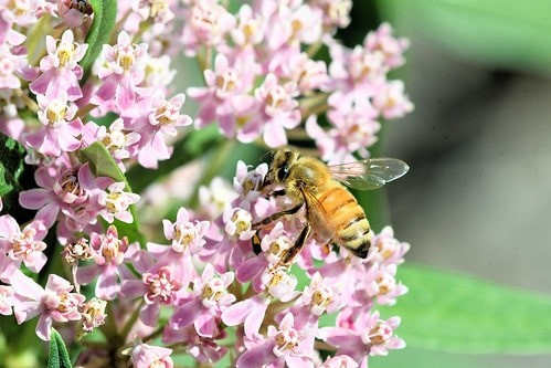 A mandulatej átka: méhek pusztulnak el a vegán csodáért
