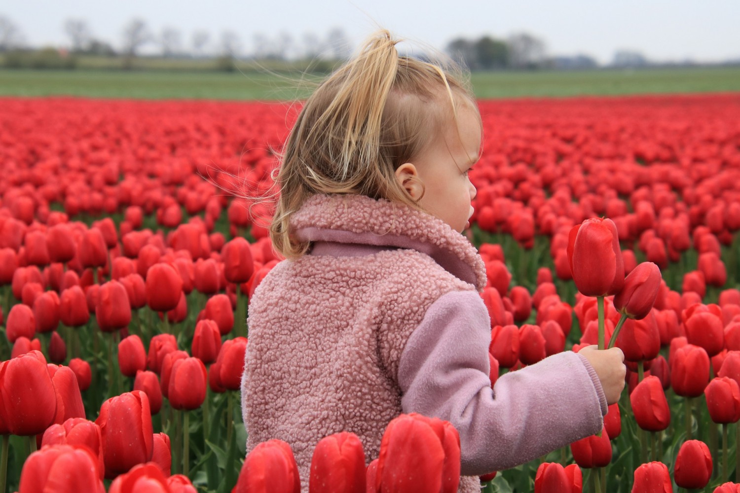 11 érdekesség legbájosabb virágunkról, a tulipánról