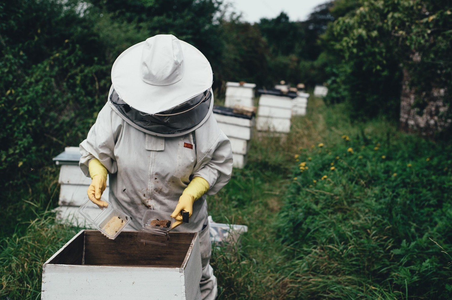 Rejtély: több mint kétszázezer méhcsalád pusztult el a tél során