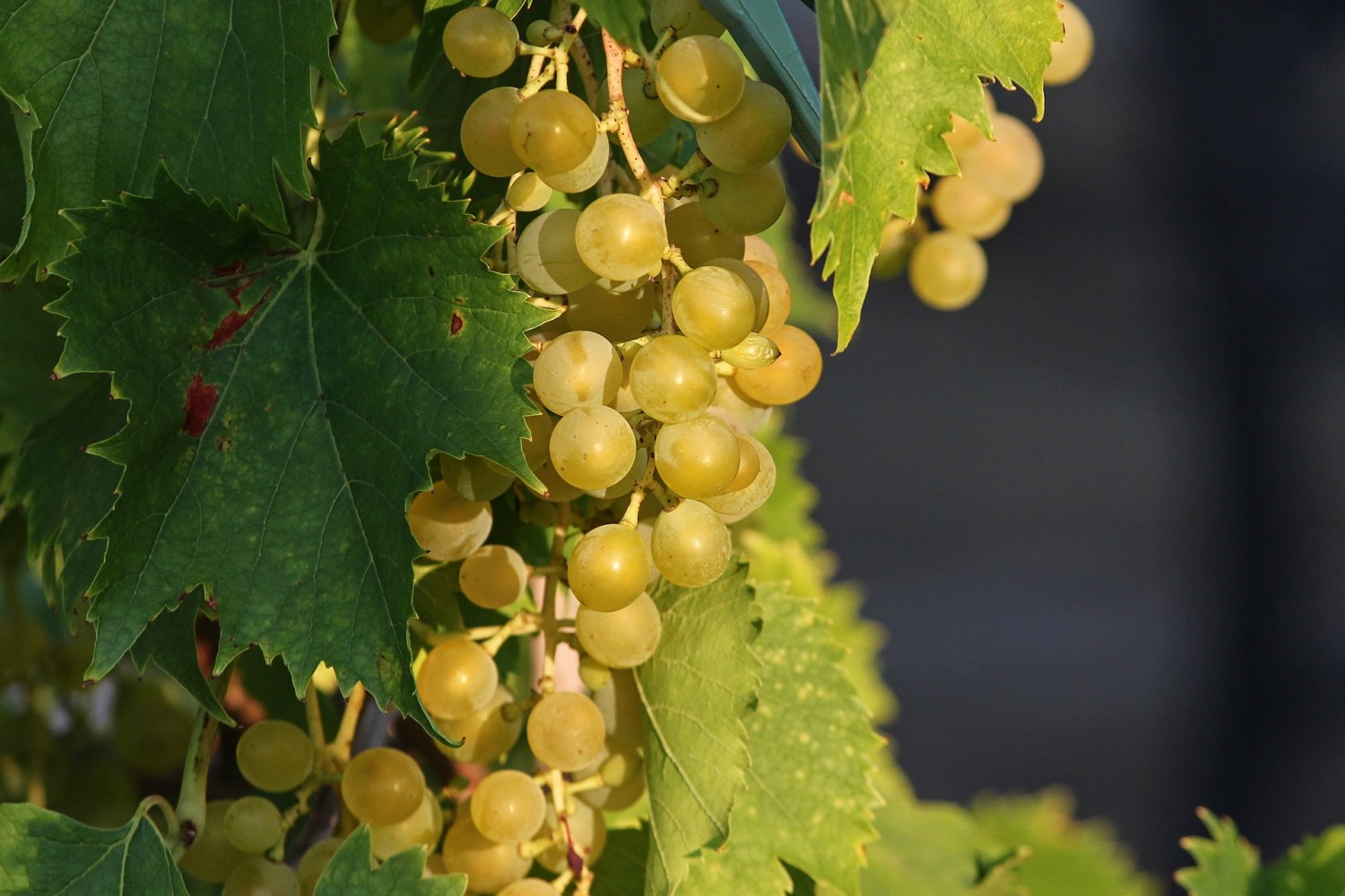 202205251554_grapes-gf1c658ad5_1920.jpg (1500×1000)