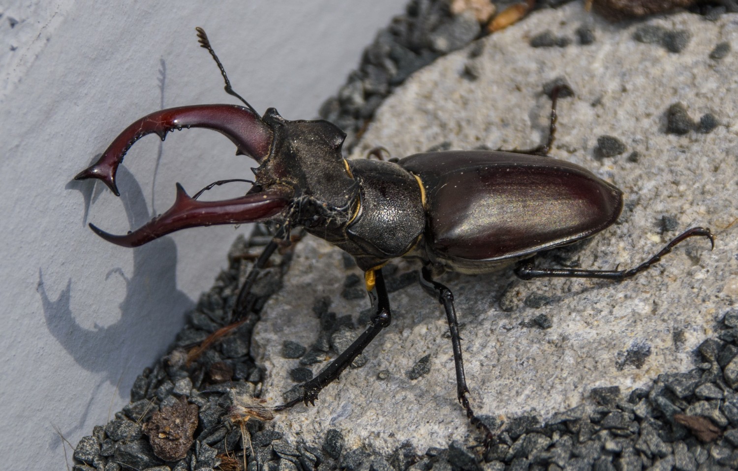 202206191125_stag-beetle-g5c1662d89_1920.jpg (1500×958)