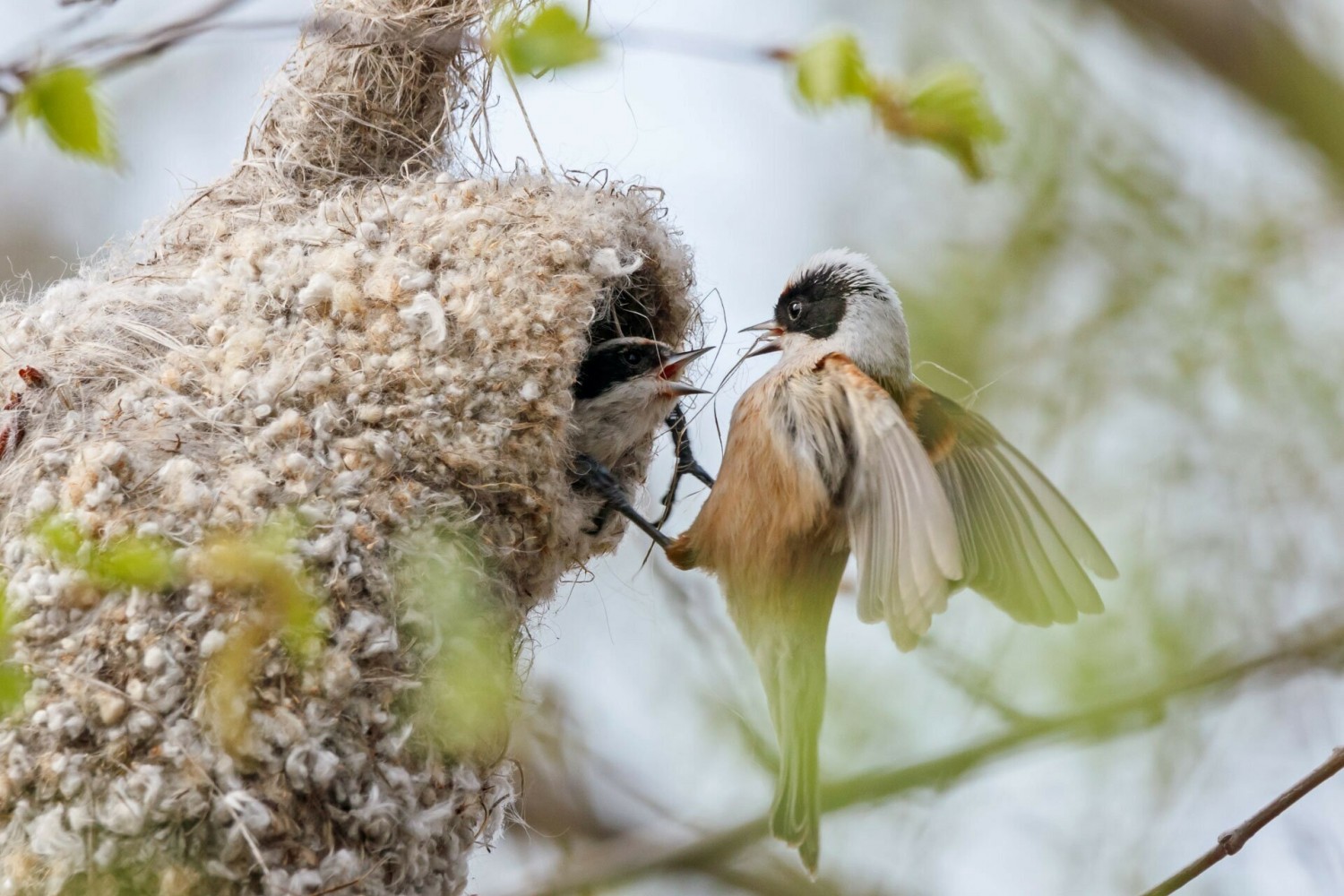 202207051401_eurasian-penduline-tit-remiz-pendulinus-pair-conflict-during-490d91ea-4515480.jpg (1500×1000)