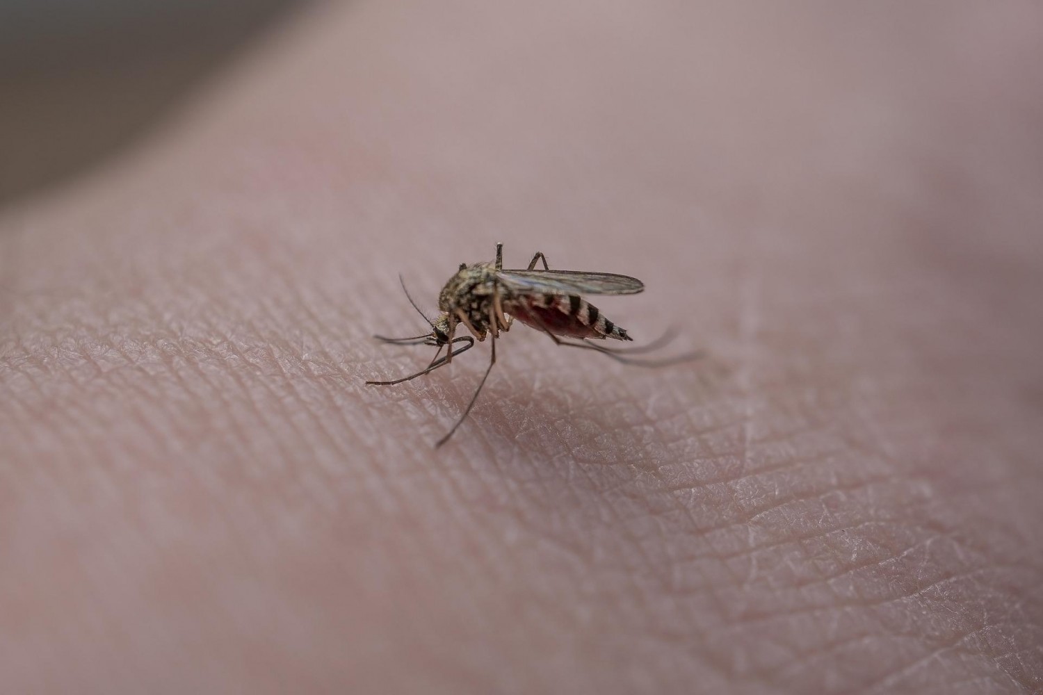 Szúnyoggyérítés lesz Kanizsán