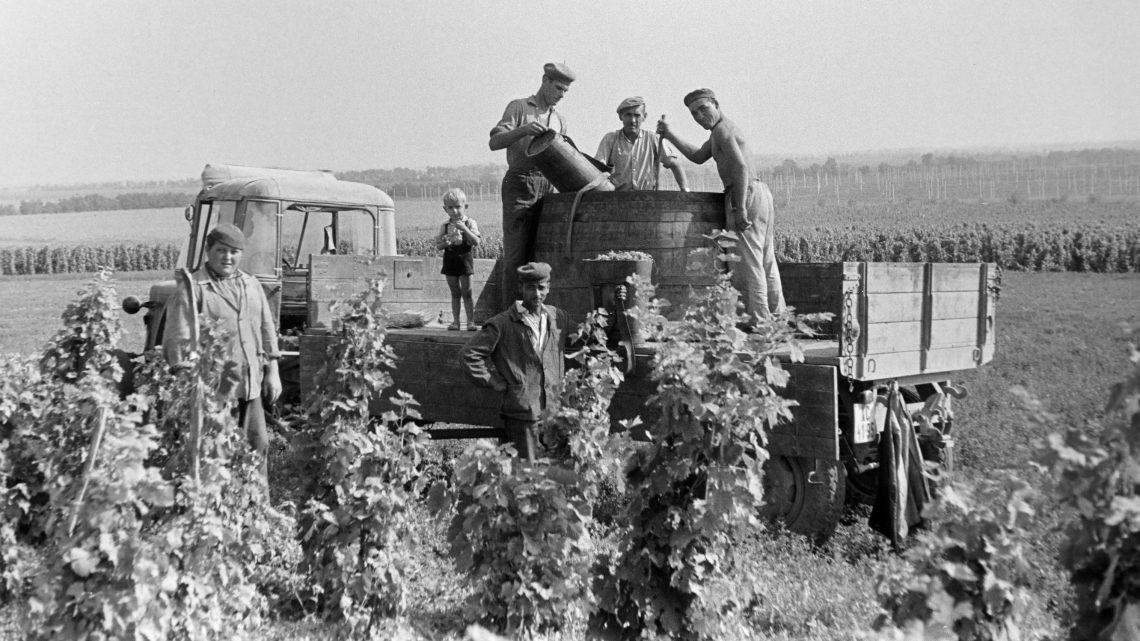 60 éve ilyen volt a szüret vidéken