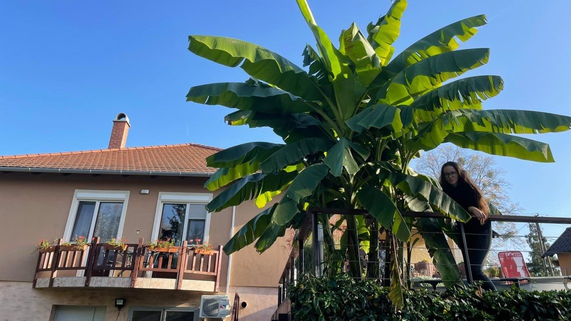 Váratlan időpontban virágzott ki a a zalai banánfa