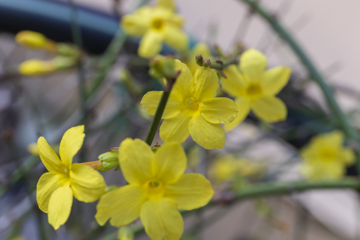 Virágzik a téli jázmin Nagykanizsa belvárosában