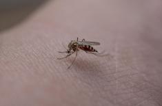 Szúnyoggyérítés lesz Kanizsán